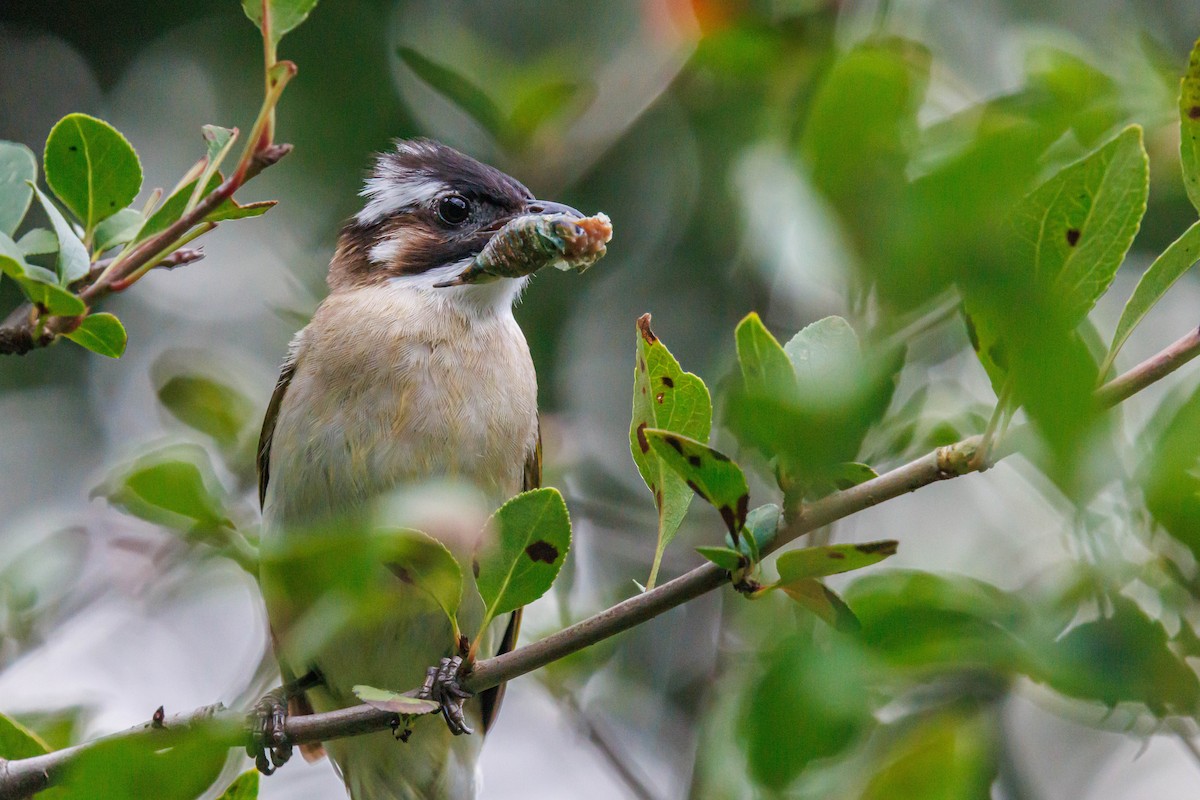 Light-vented Bulbul - ML641636446