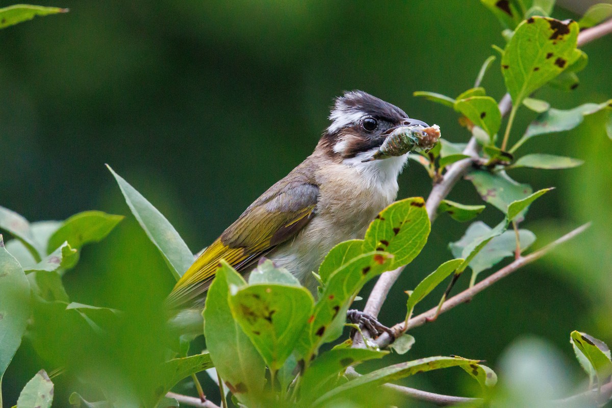 Light-vented Bulbul - ML641636447