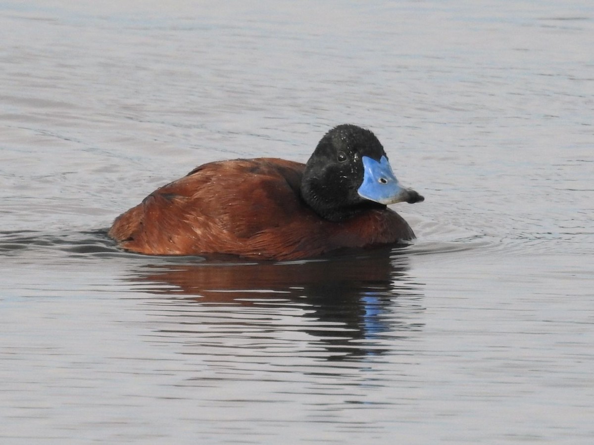 Lake Duck - ML641636449