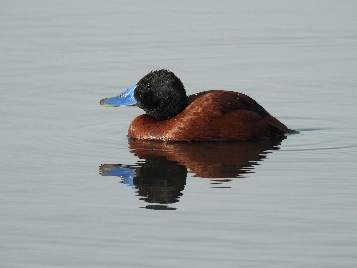 Lake Duck - ML641636450