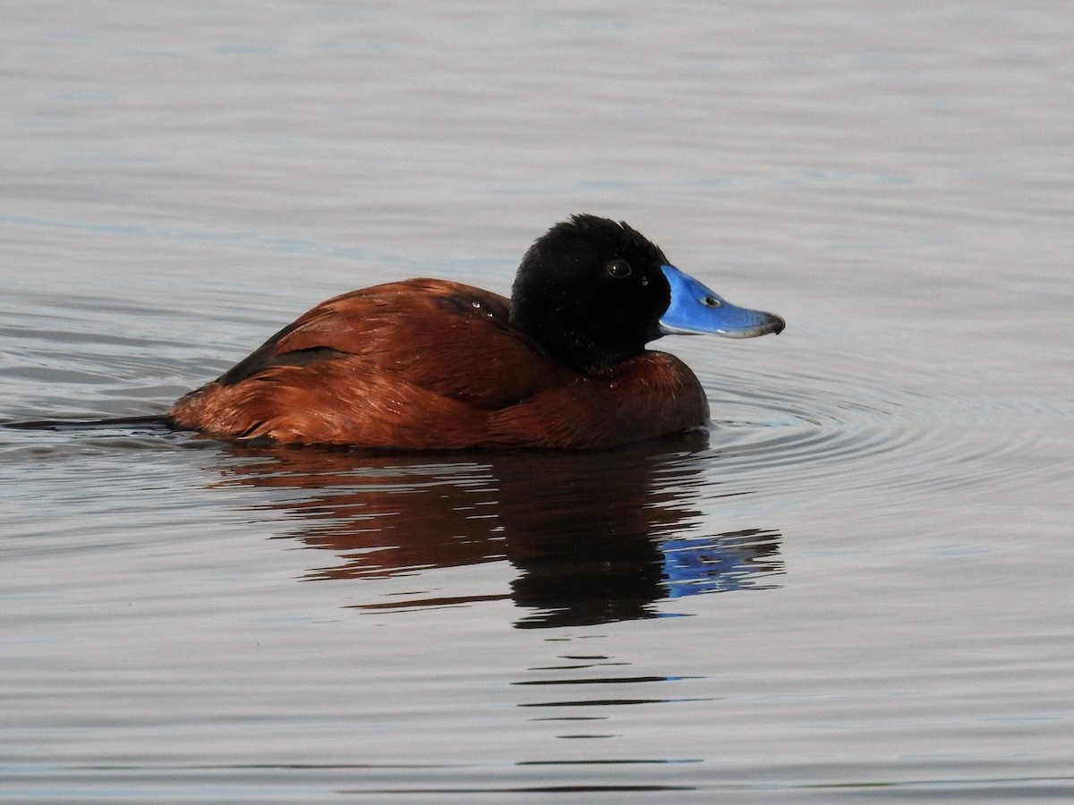 Lake Duck - ML641636451