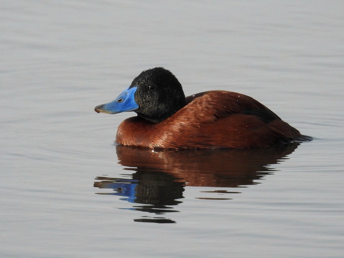 Lake Duck - ML641636452