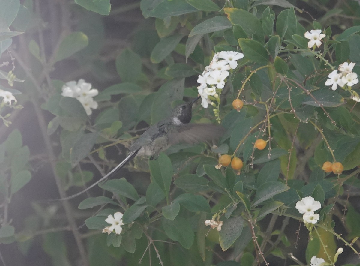 Peruvian Sheartail - ML641636468