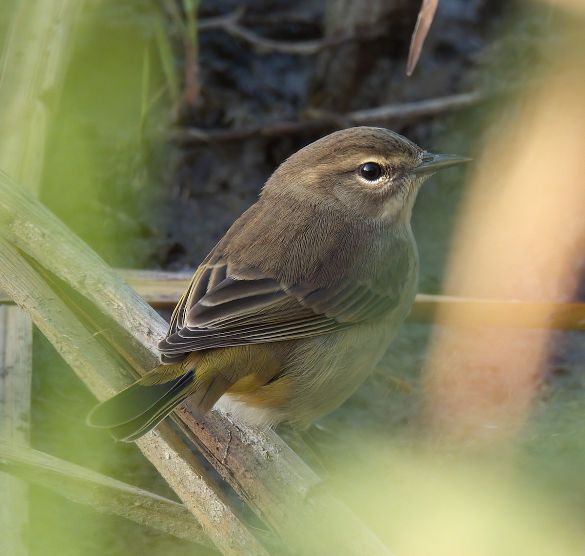 Palm Warbler - ML641636498