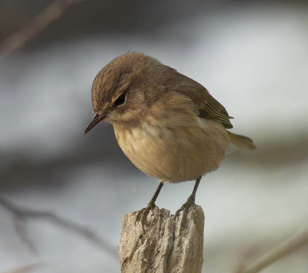 Palm Warbler - ML641636499