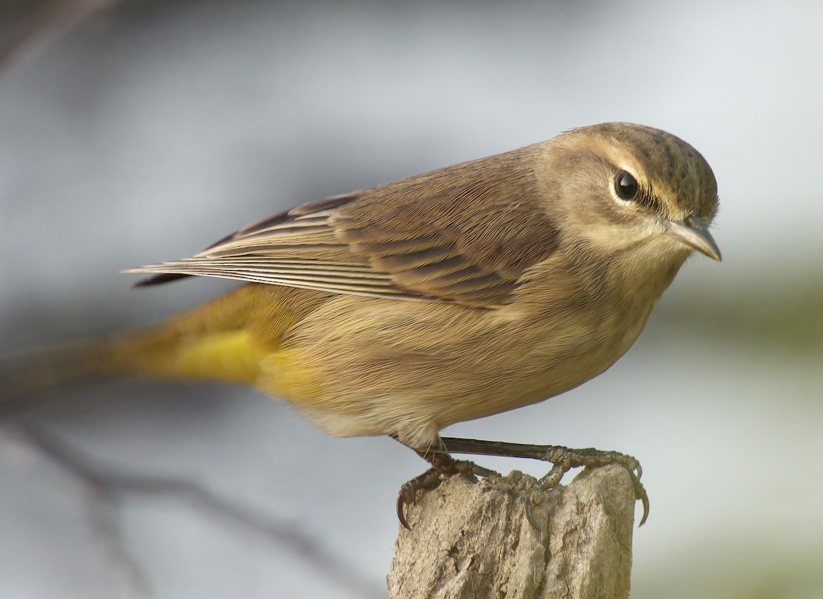 Palm Warbler - ML641636500