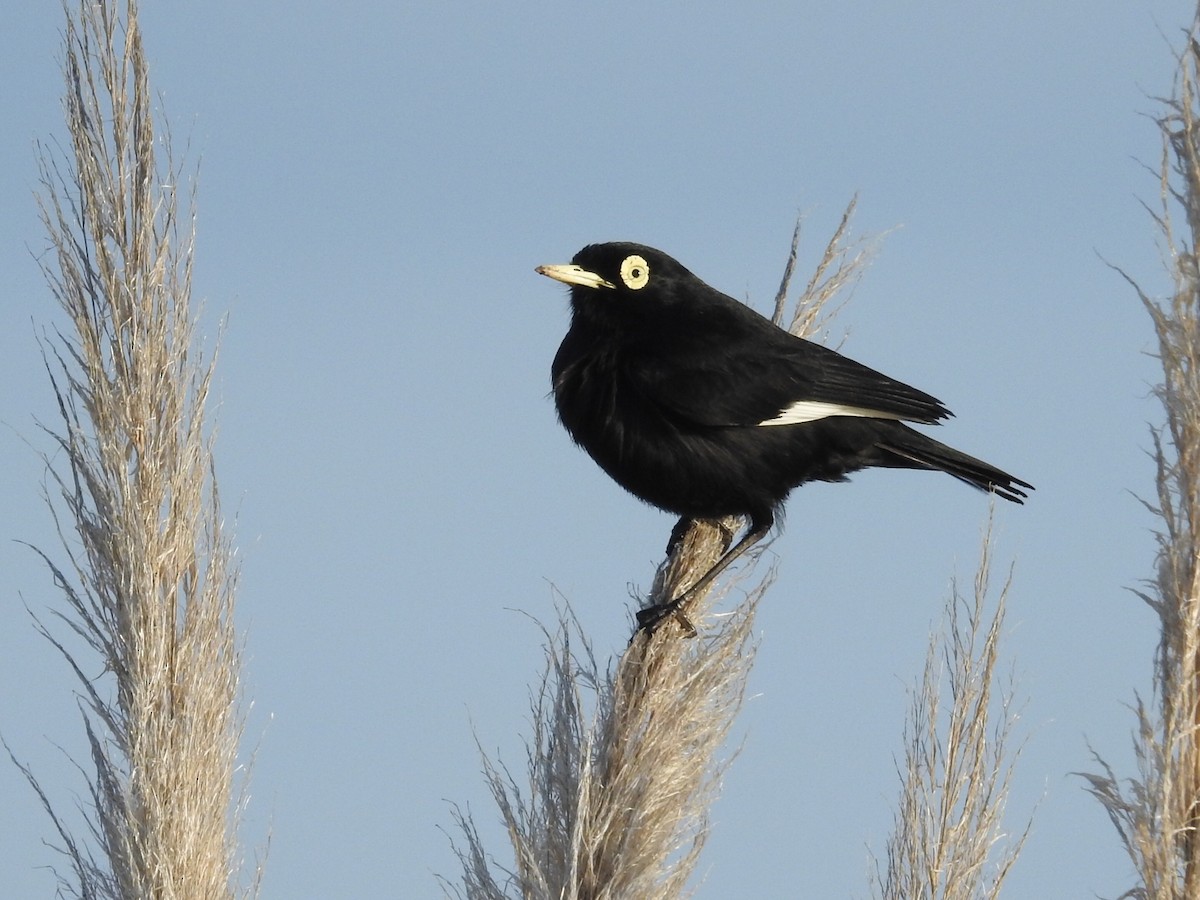 Spectacled Tyrant - ML641636510
