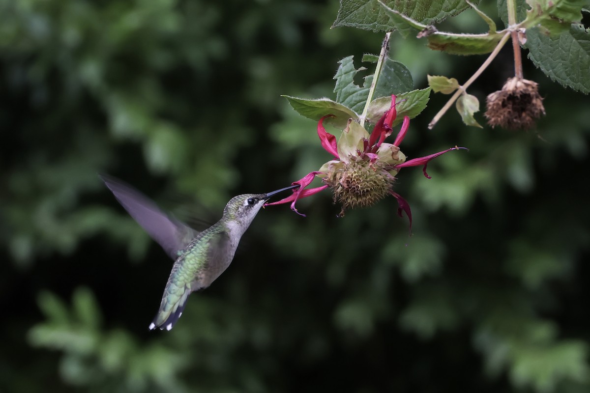Ruby-throated Hummingbird - ML641636522