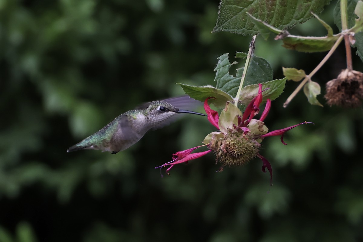 Ruby-throated Hummingbird - ML641636523