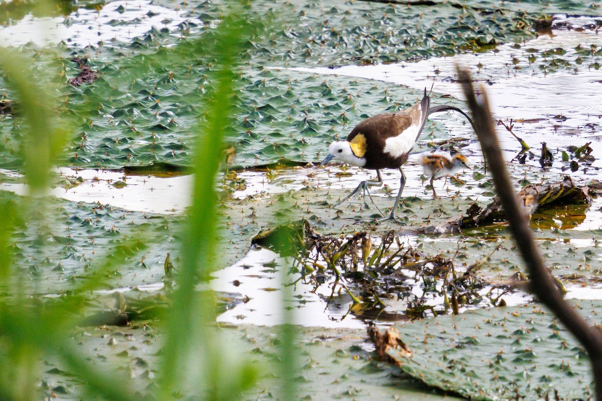 Pheasant-tailed Jacana - ML641636535