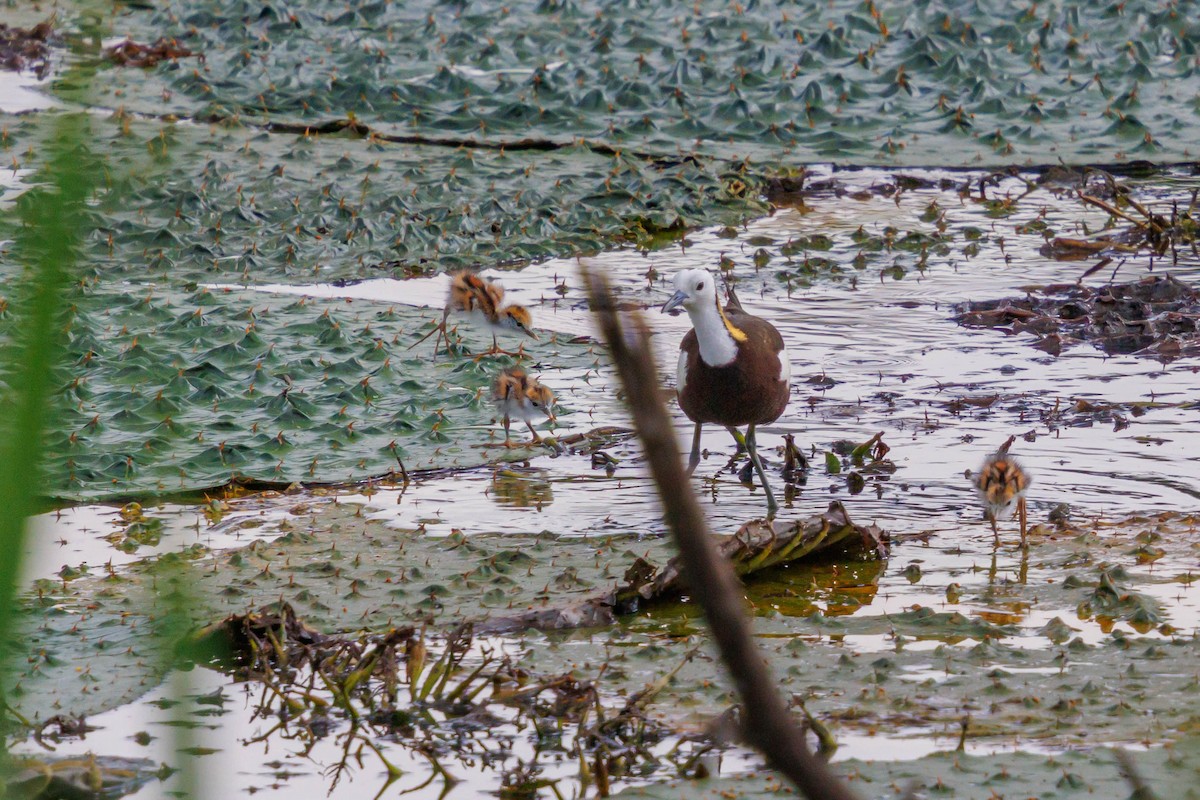 Pheasant-tailed Jacana - ML641636536