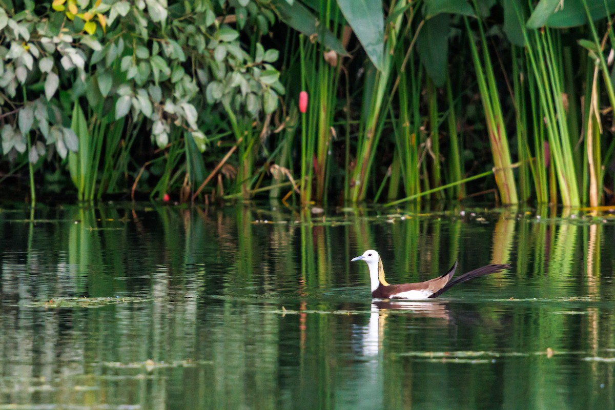 Pheasant-tailed Jacana - ML641636537