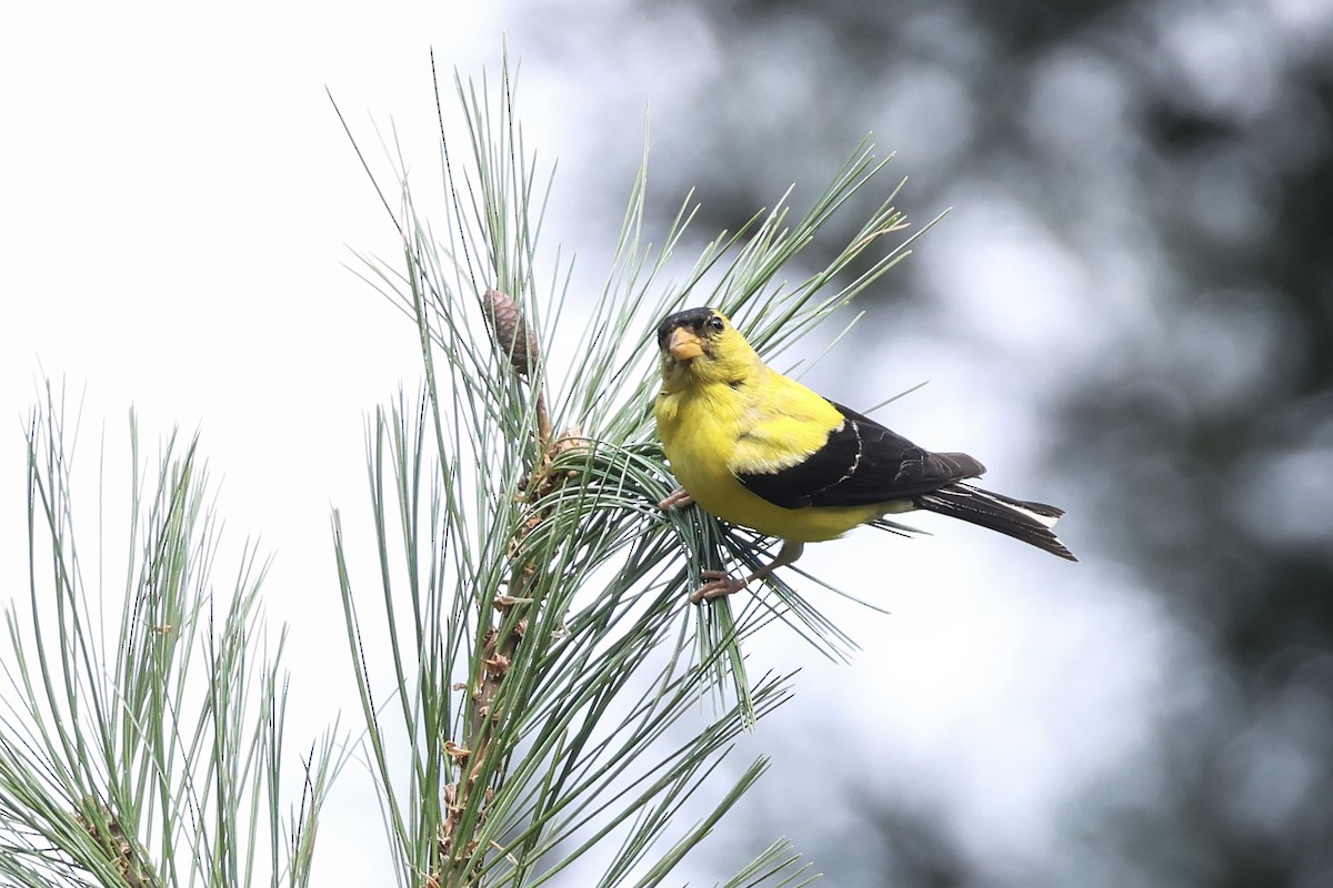 American Goldfinch - ML641636551