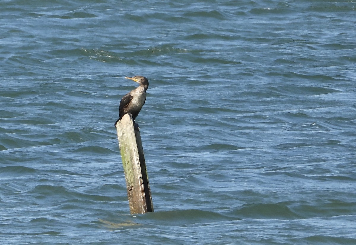 Double-crested Cormorant - ML641636557