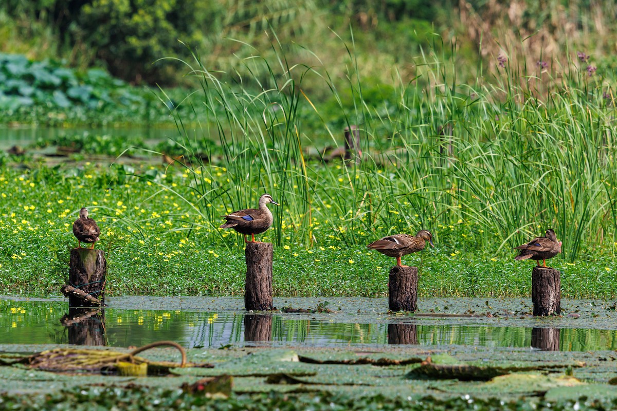 Eastern Spot-billed Duck - ML641636559