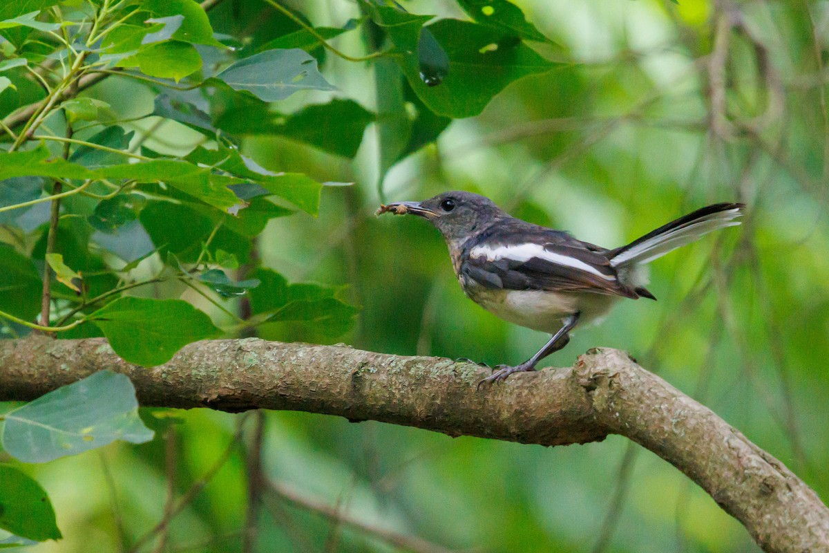 Oriental Magpie-Robin - ML641636568