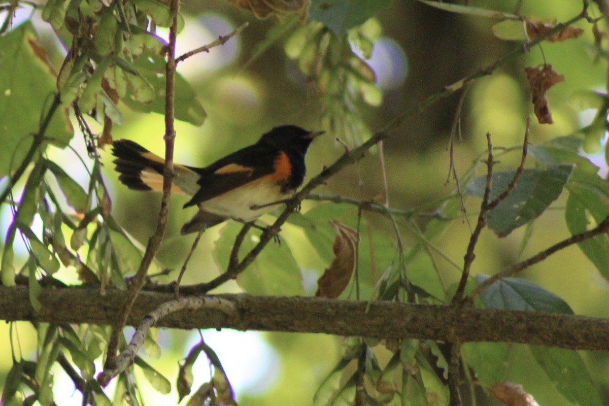 American Redstart - ML641636569