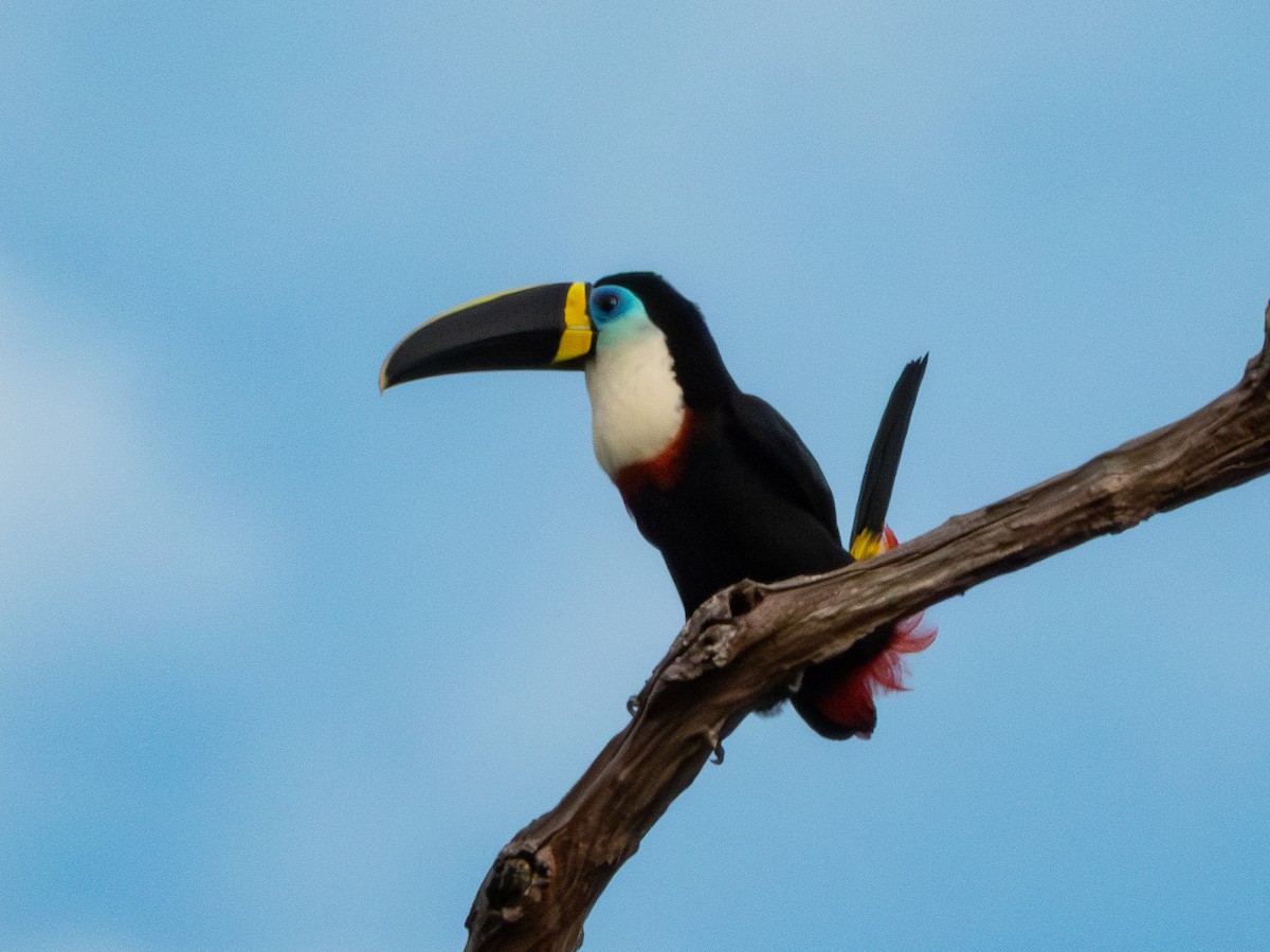 Channel-billed Toucan - ML641636579