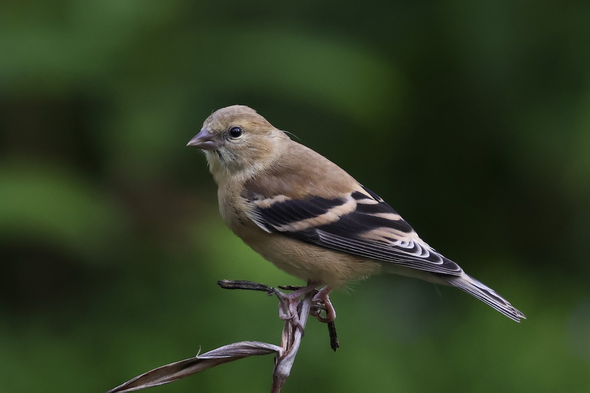 American Goldfinch - ML641636582