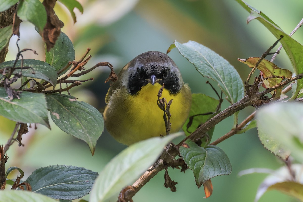 Common Yellowthroat - ML641636599