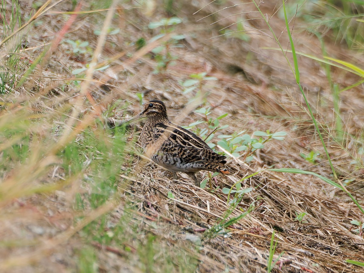 Bécassine de Swinhoe - ML641636629