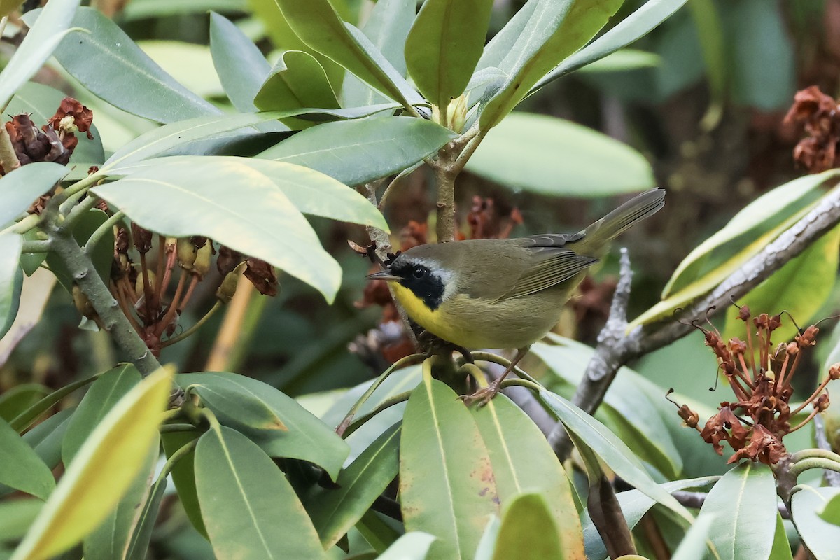 Common Yellowthroat - ML641636669