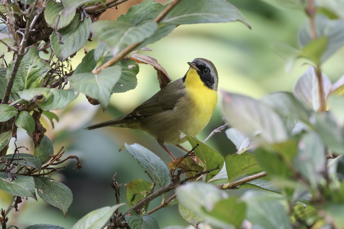 Common Yellowthroat - ML641636670