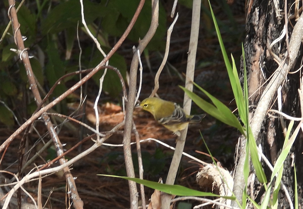 Pine Warbler - ML641636683