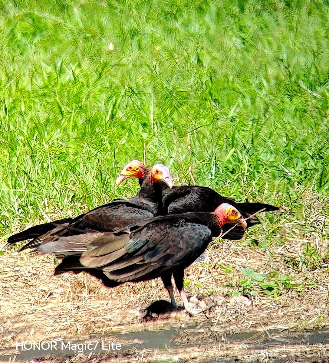 Lesser Yellow-headed Vulture - ML641636718