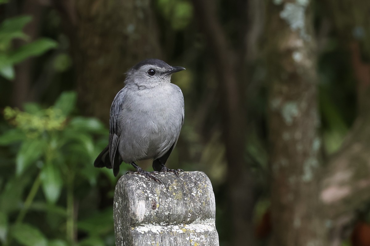 Gray Catbird - ML641636719