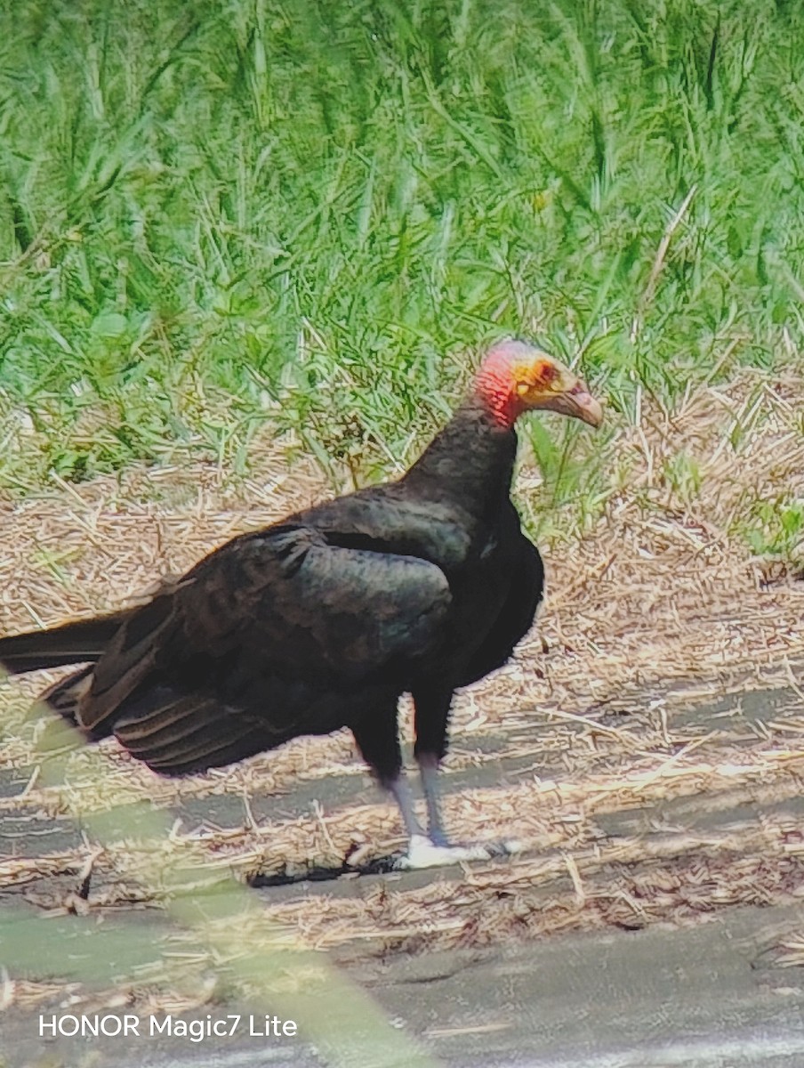 Lesser Yellow-headed Vulture - ML641636753