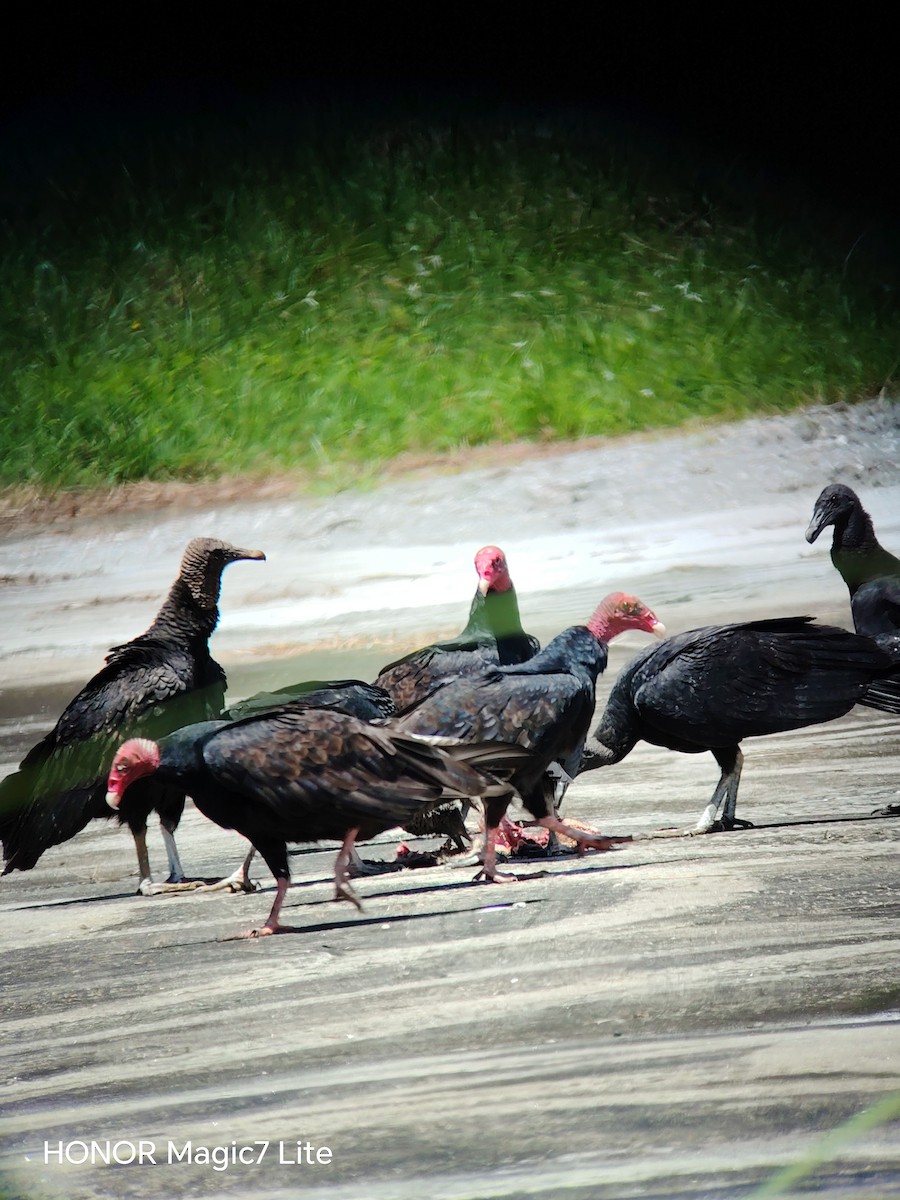 Turkey Vulture - ML641636776