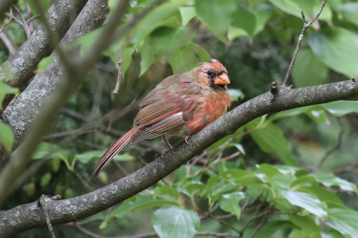 Northern Cardinal - ML641636789