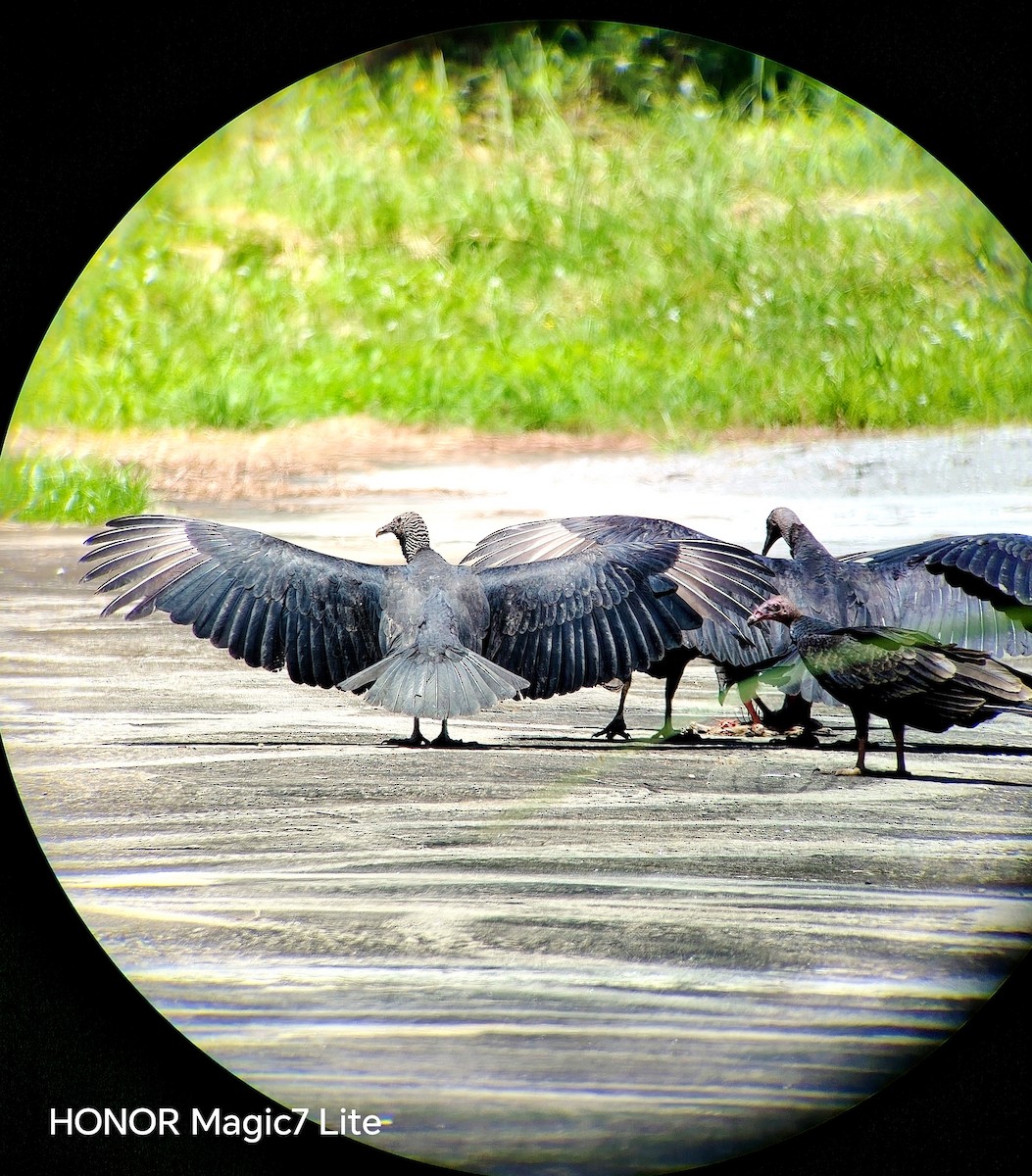 Black Vulture - ML641636824