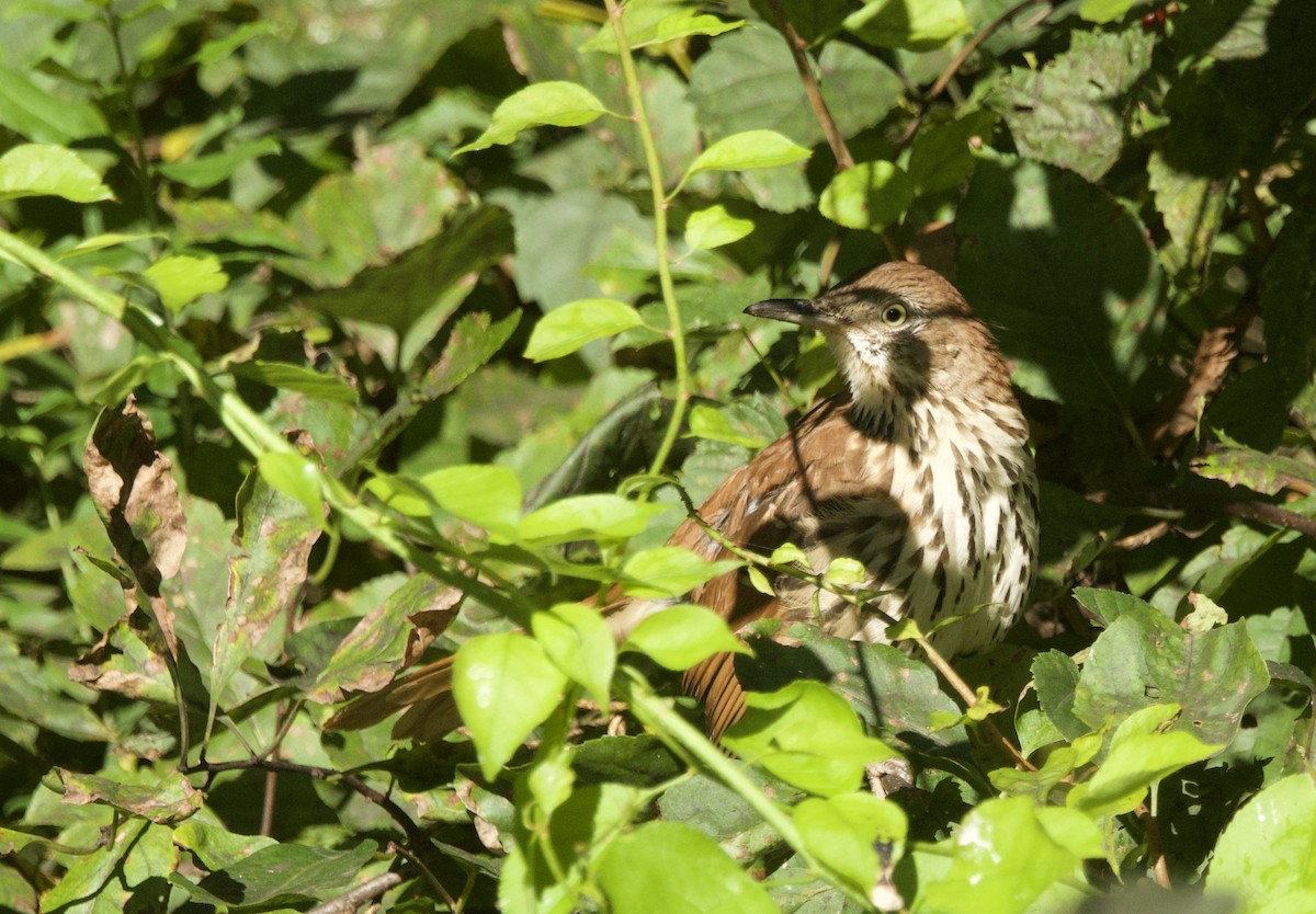 Brown Thrasher - ML641636851