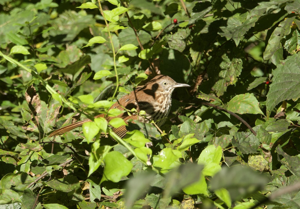 Brown Thrasher - ML641636852