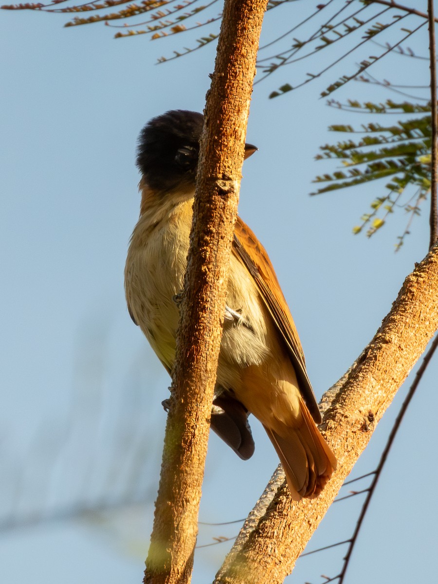 Crested Becard - ML641636895