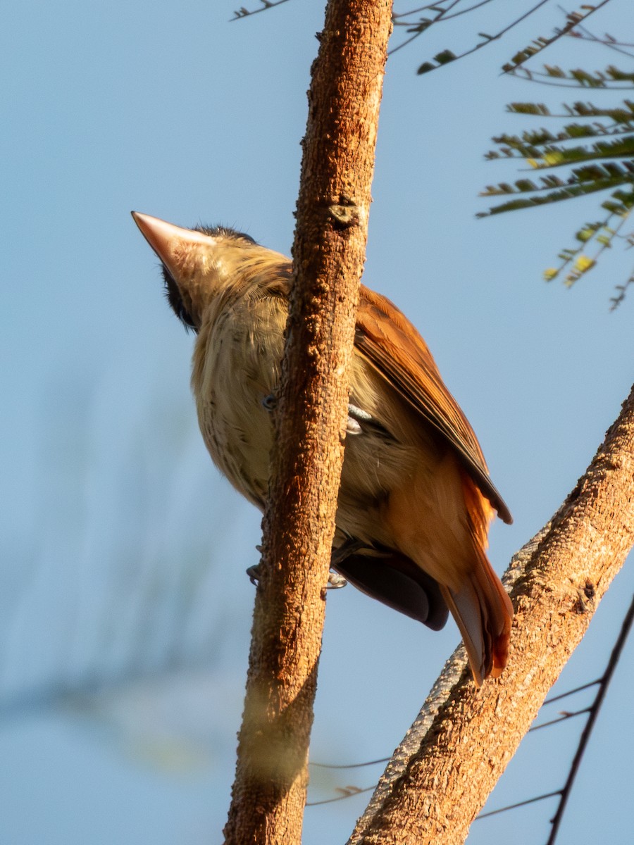 Crested Becard - ML641636919
