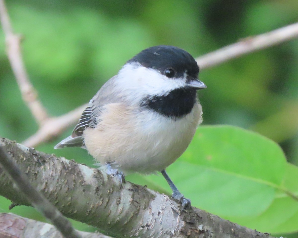 Carolina Chickadee - ML641637005