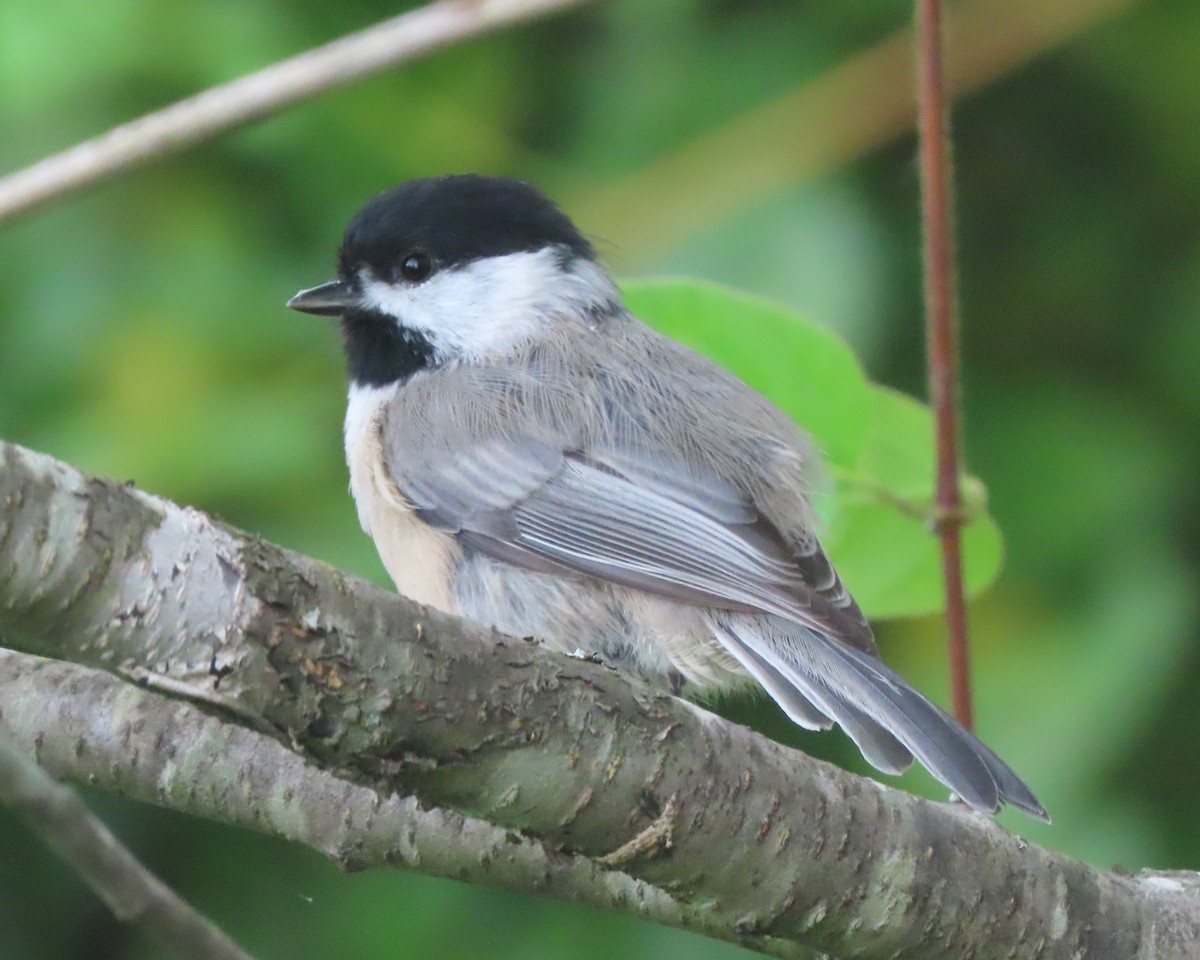 Carolina Chickadee - ML641637006