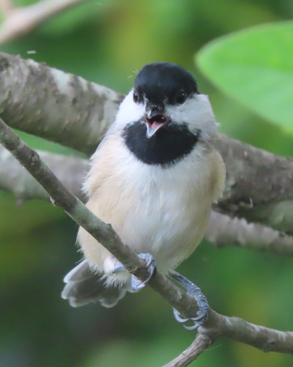 Carolina Chickadee - ML641637007
