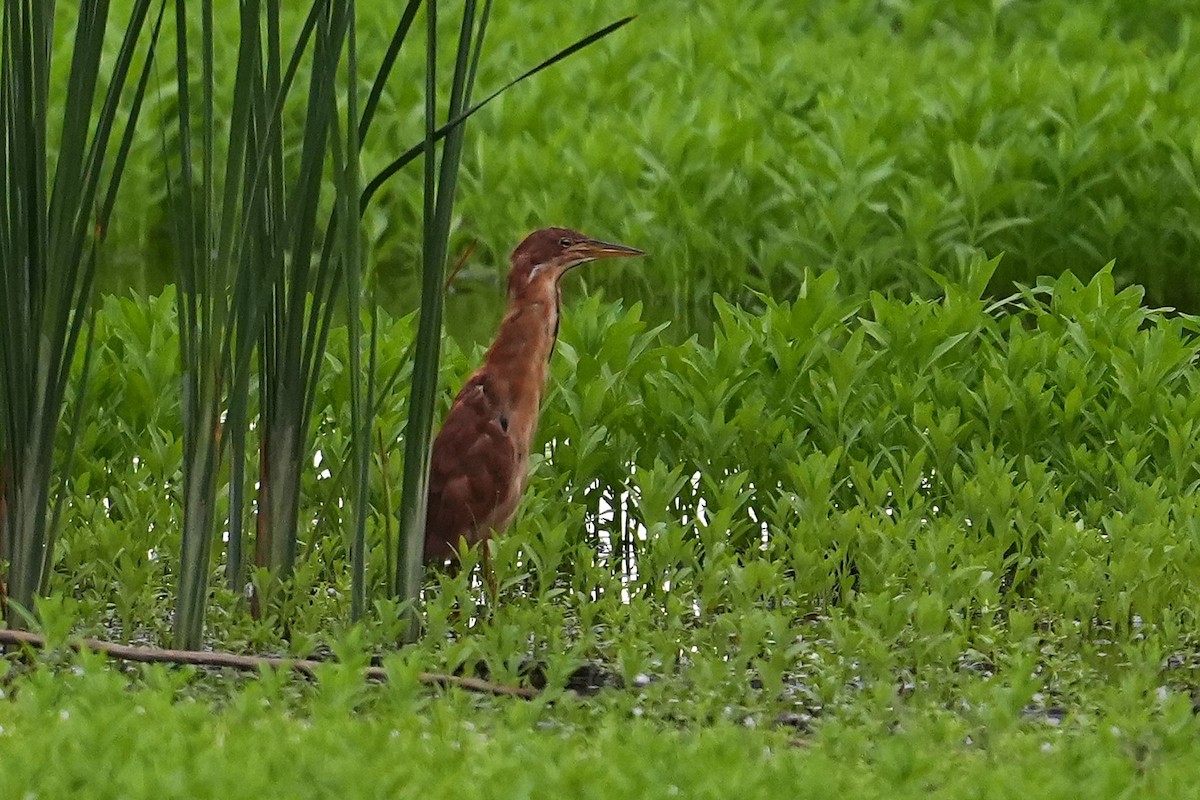 Cinnamon Bittern - ML641637043