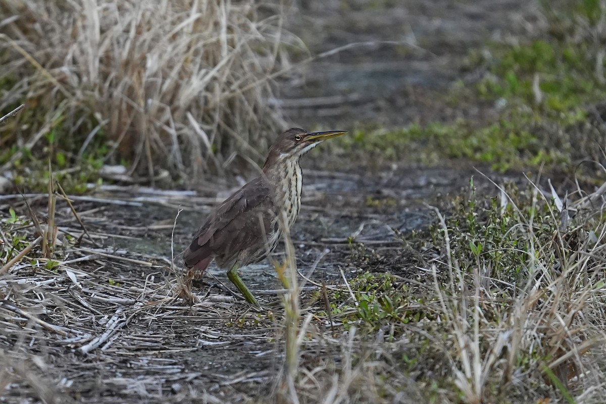 Cinnamon Bittern - ML641637044