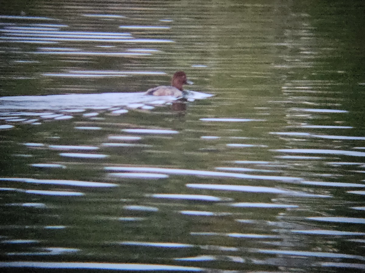 Redhead - ML641637049