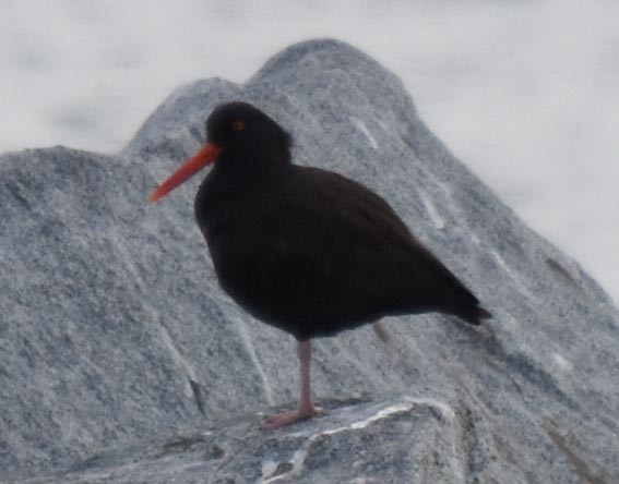 Black Oystercatcher - ML641637052