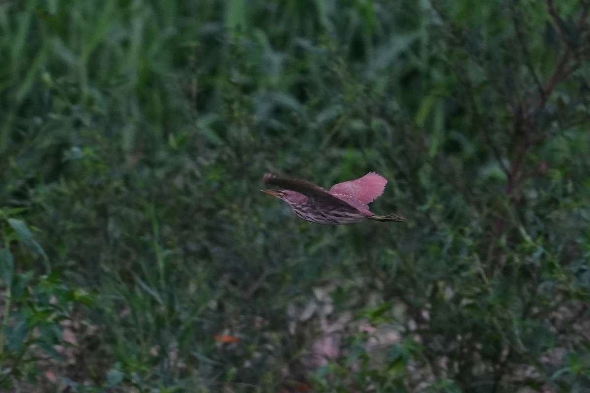 Cinnamon Bittern - ML641637057