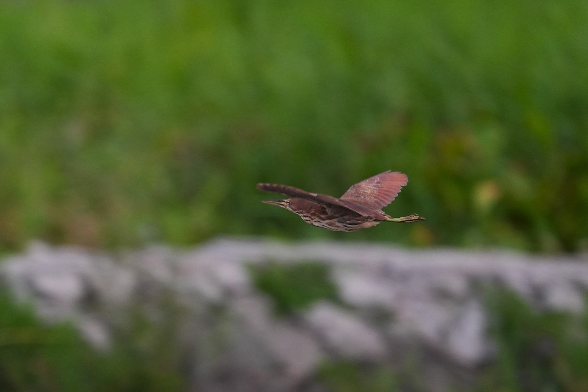 Cinnamon Bittern - ML641637063