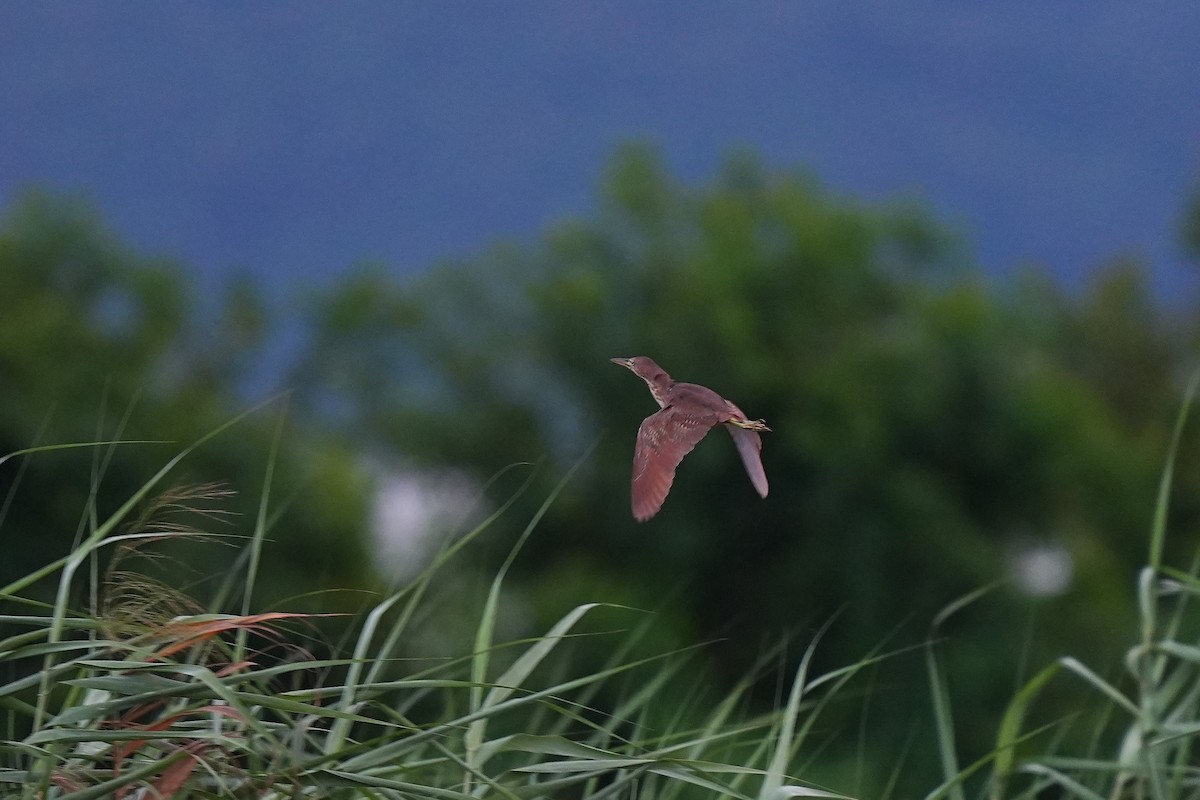 Cinnamon Bittern - ML641637078