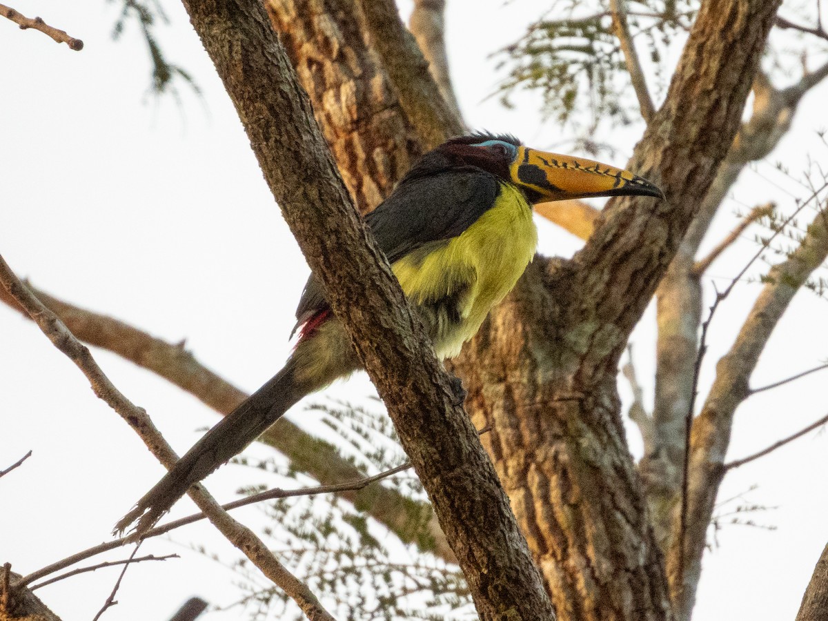 Lettered Aracari - ML641637082