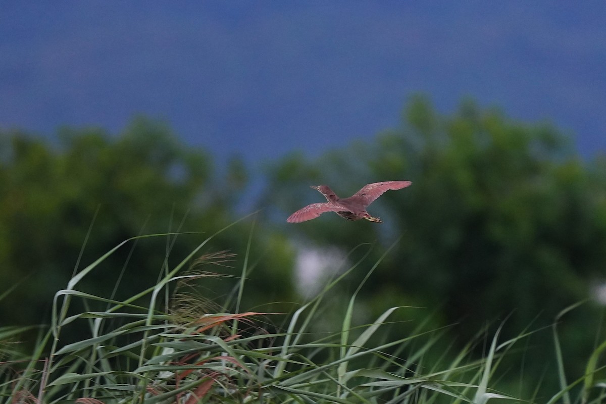 Cinnamon Bittern - ML641637090